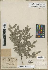 Vaccinium ovatum image