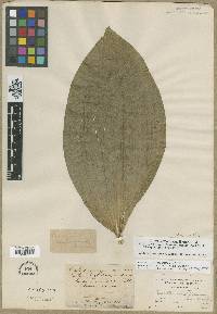 Veratrum californicum image