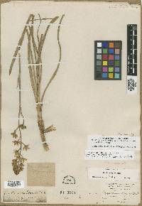 Zigadenus elegans image