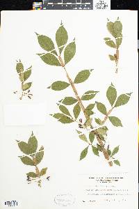 Euonymus alatus image