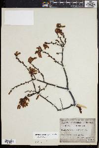 Comptonia peregrina image
