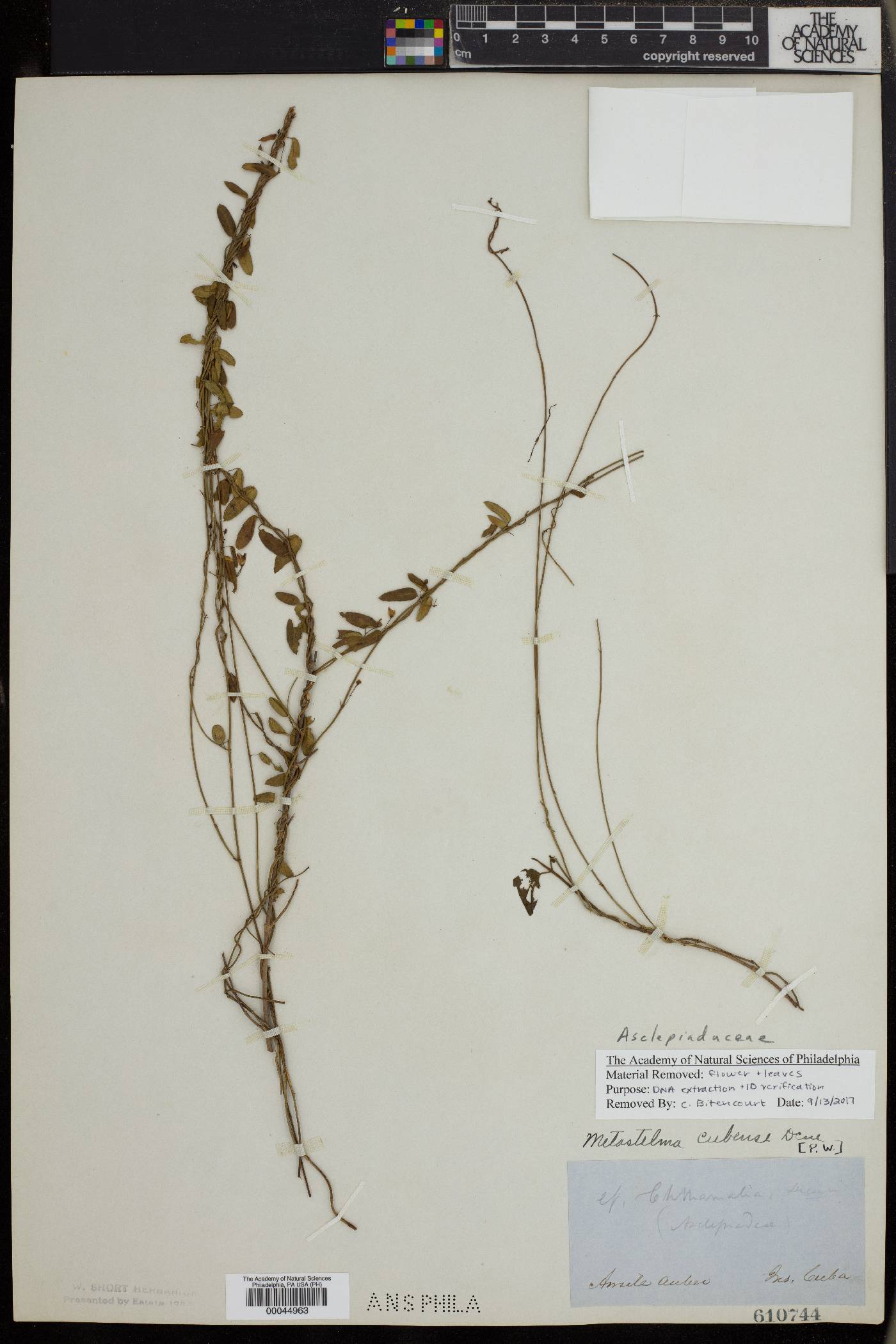 Metastelma cubense image