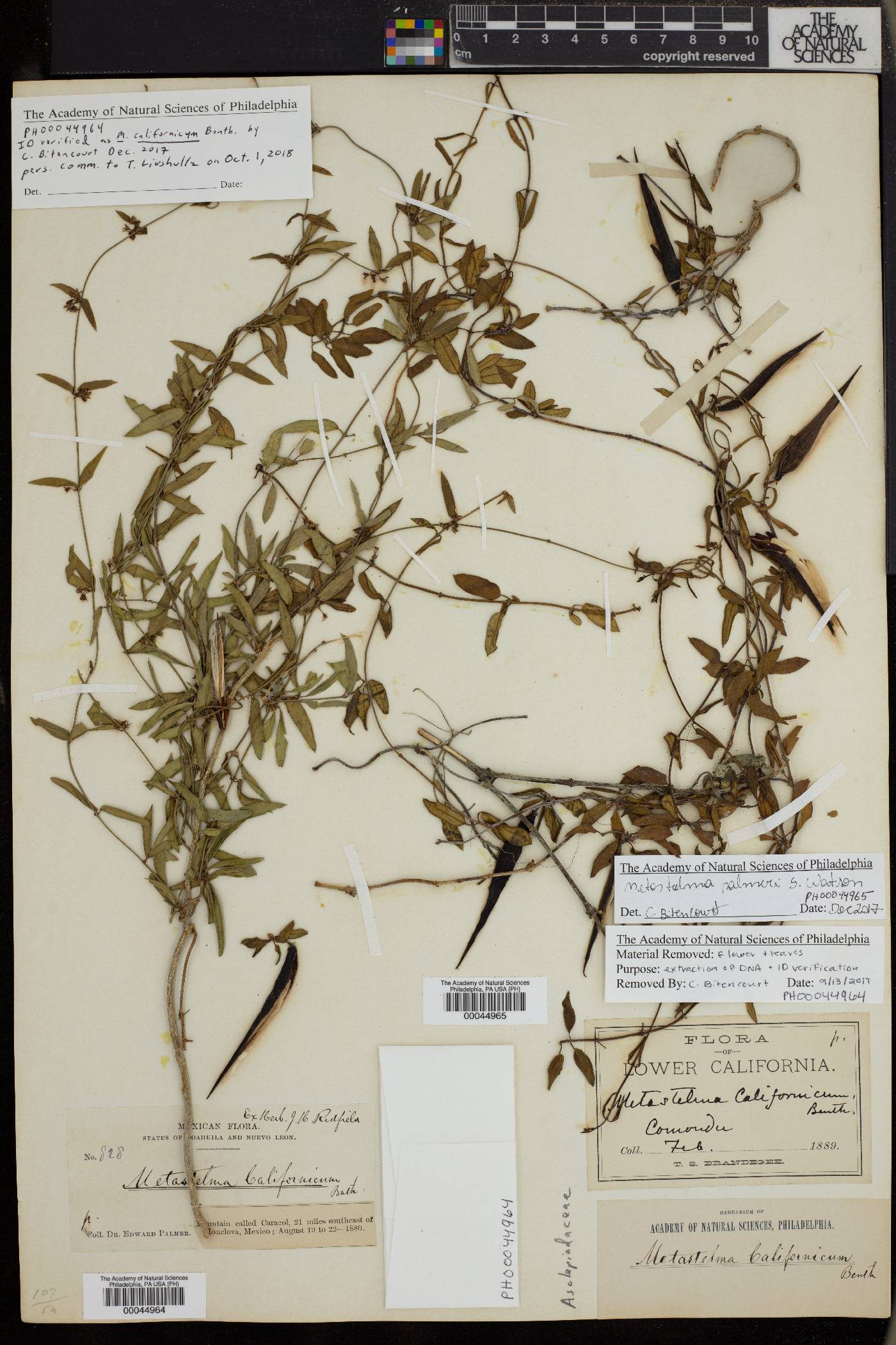 Metastelma californicum image