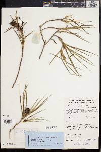 Image of Freycinetia angustissima