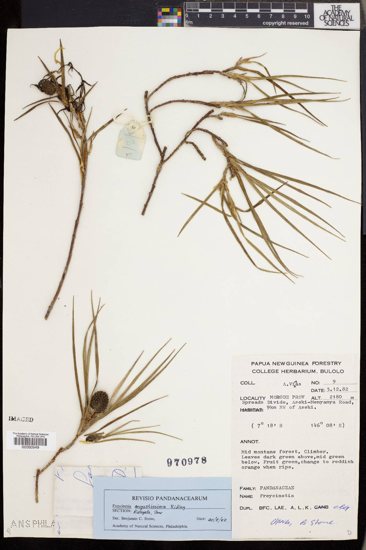 Freycinetia angustissima image