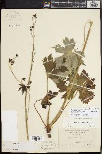 Aconitum reclinatum image