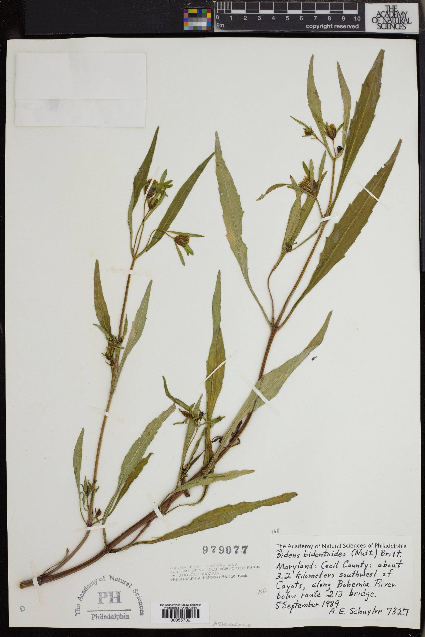 Bidens bidentoides image