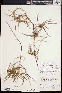 Image of Freycinetia angustifolia