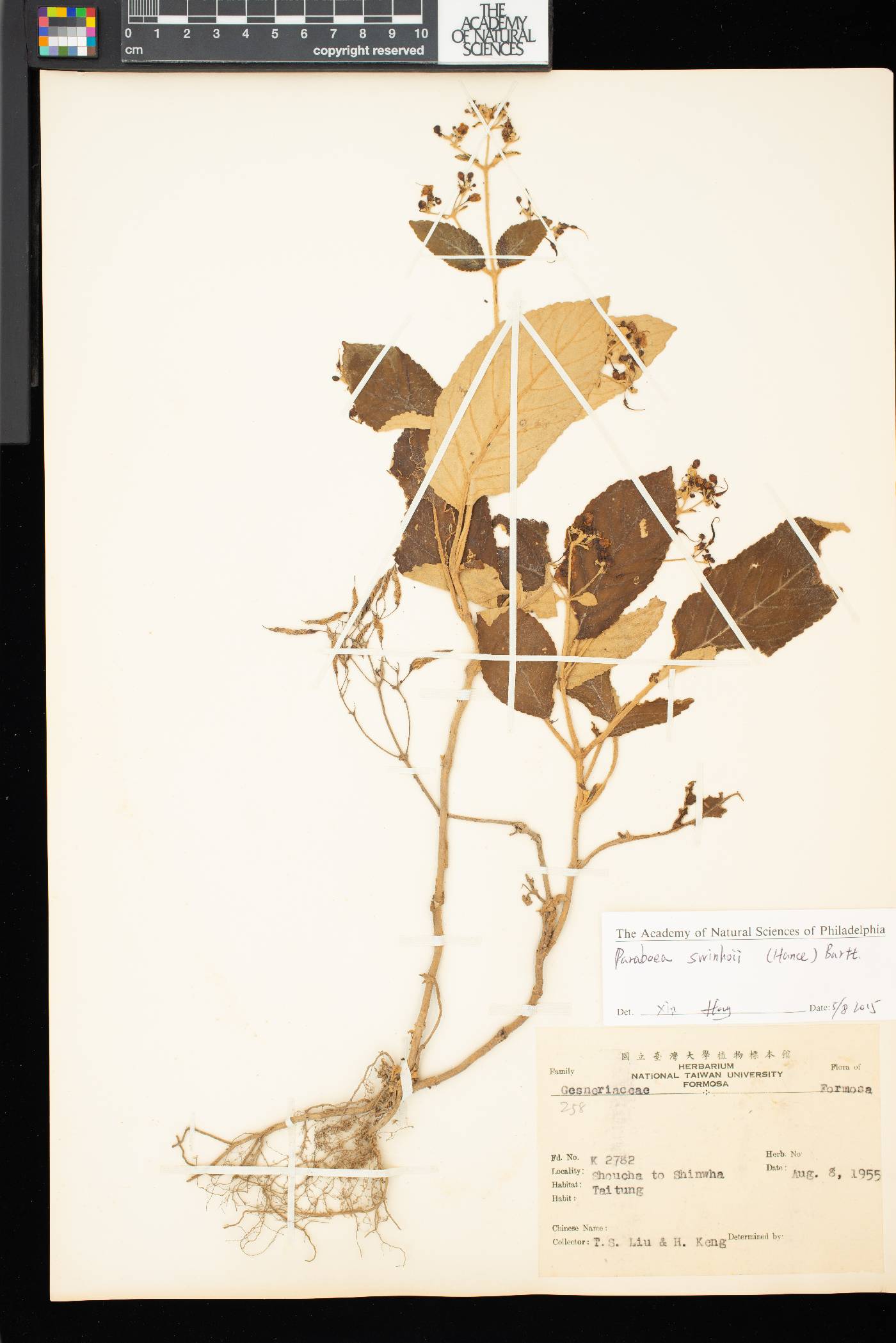 Paraboea swinhoei image