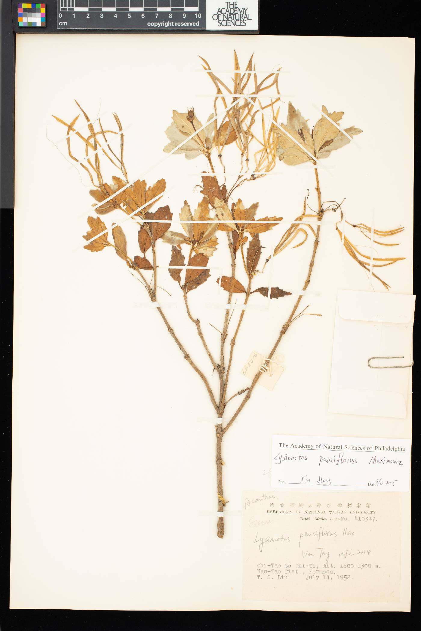Lysionotus pauciflorus image