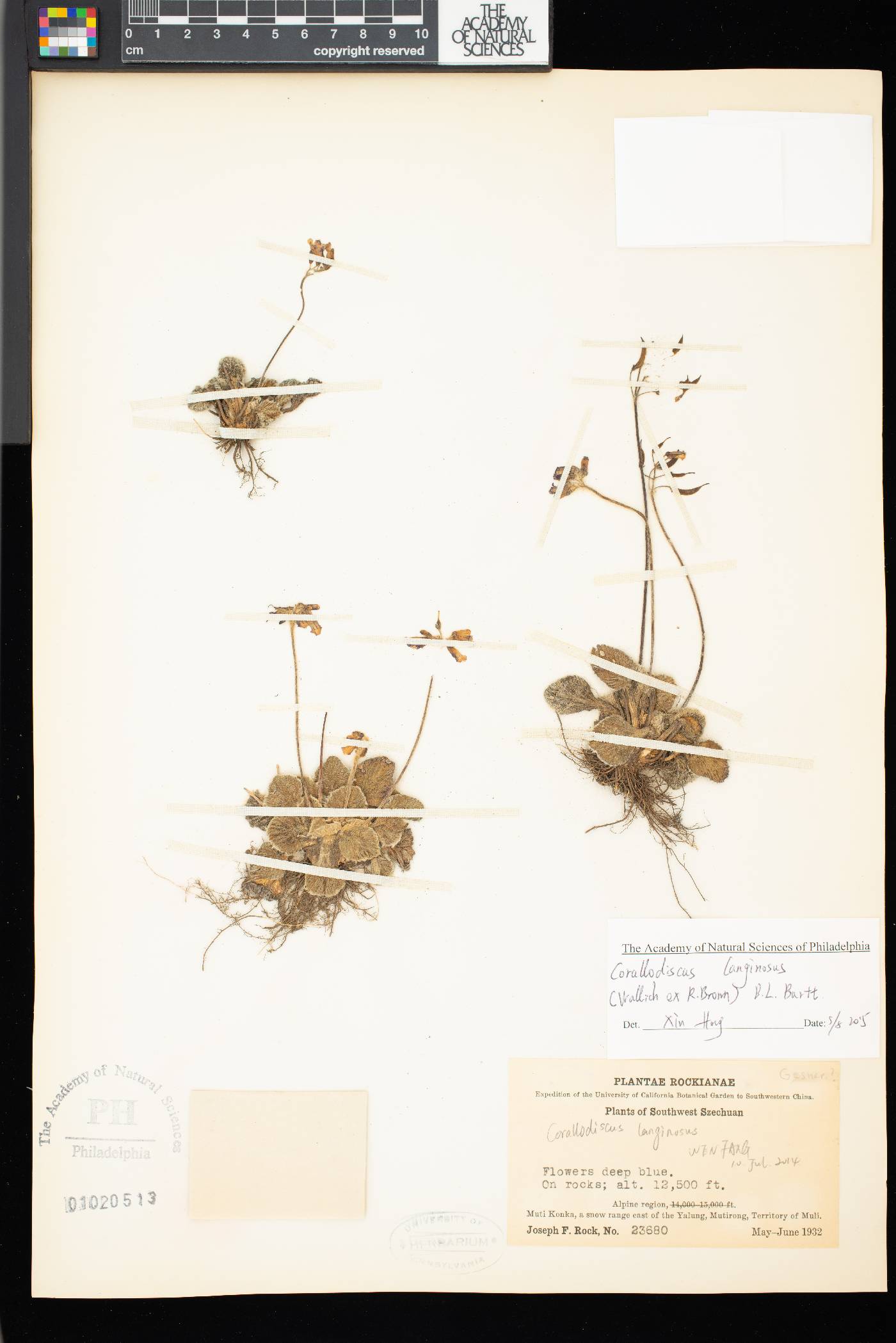 Corallodiscus lanuginosus image