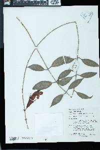 Aeschynanthus longicalyx image