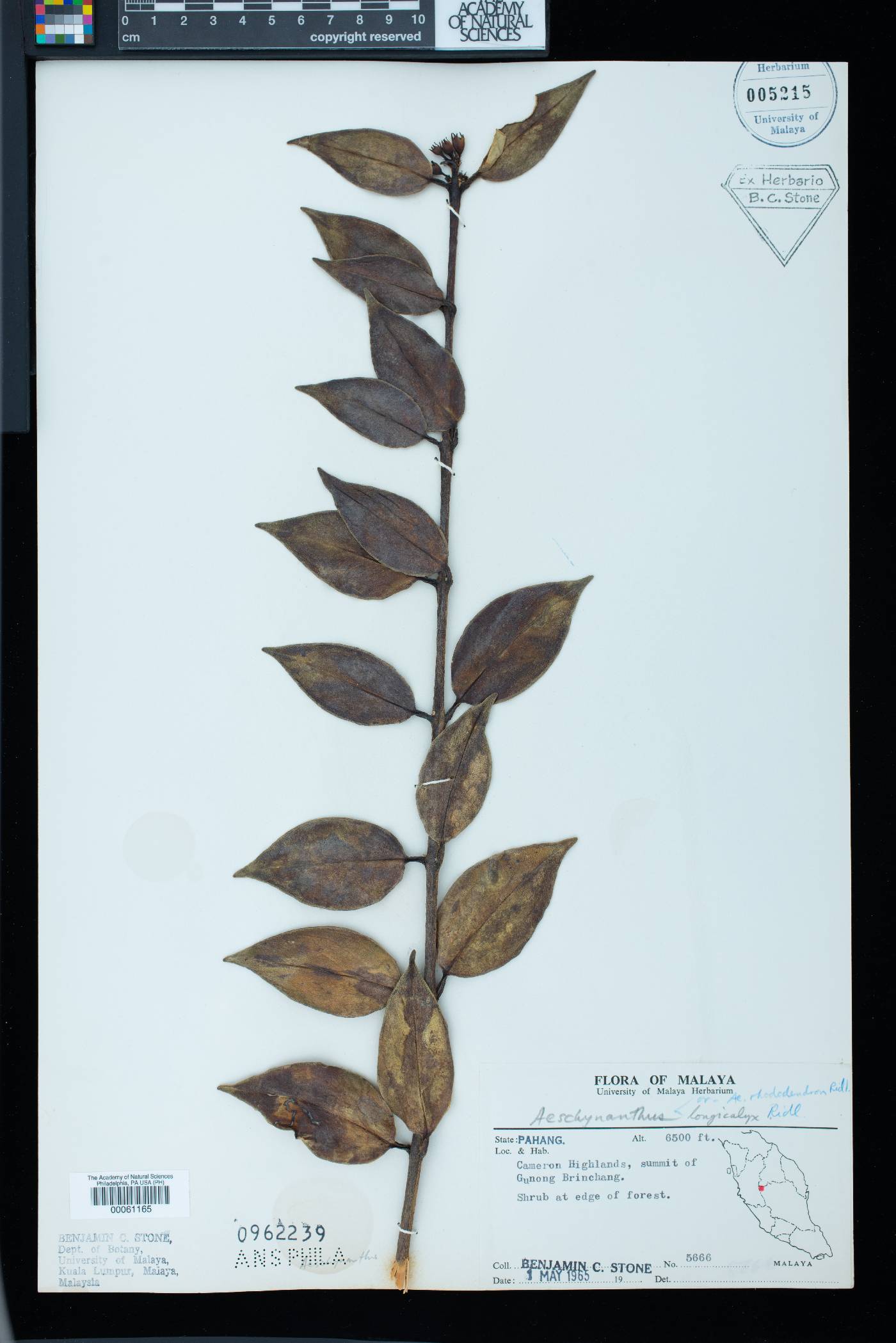Aeschynanthus longicalyx image