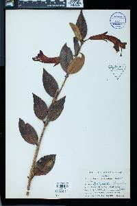 Aeschynanthus longicalyx image