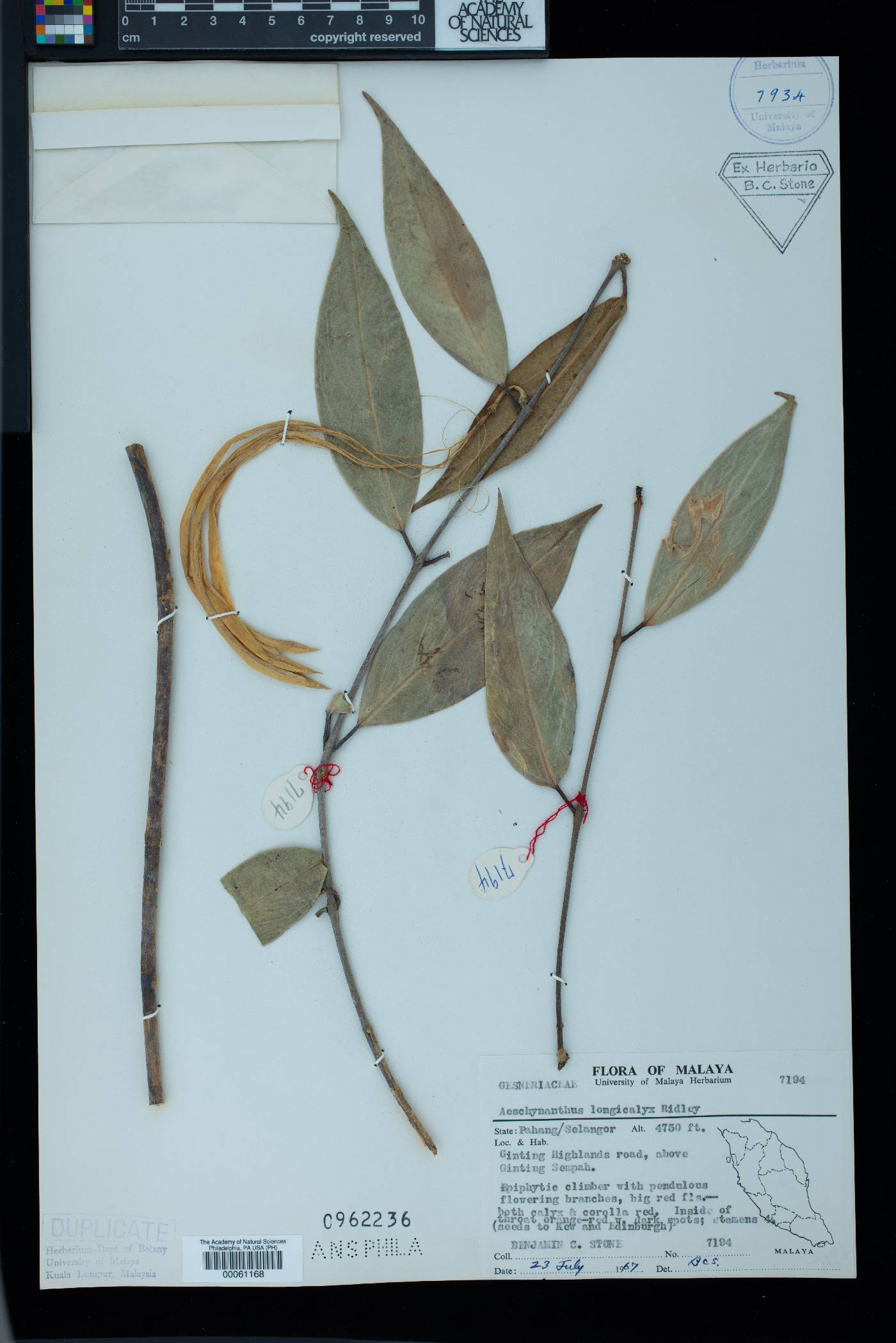 Aeschynanthus longicalyx image