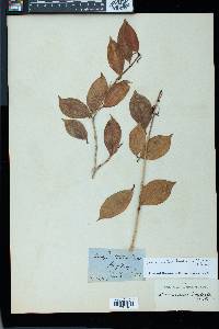 Aeschynanthus bracteatus image