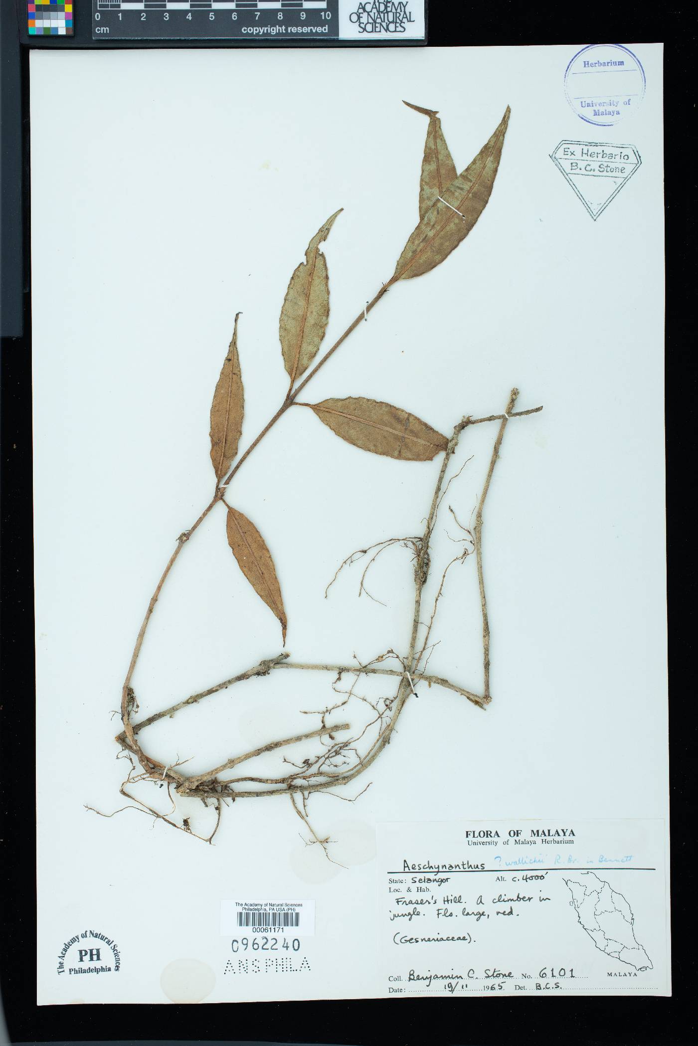 Aeschynanthus wallichii image