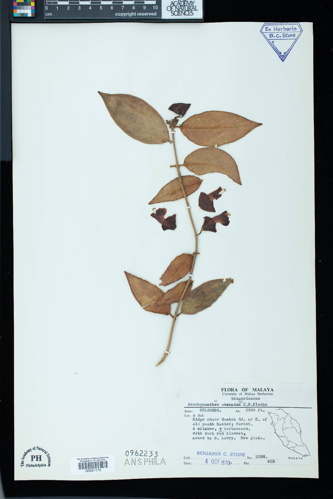 Aeschynanthus obconicus image
