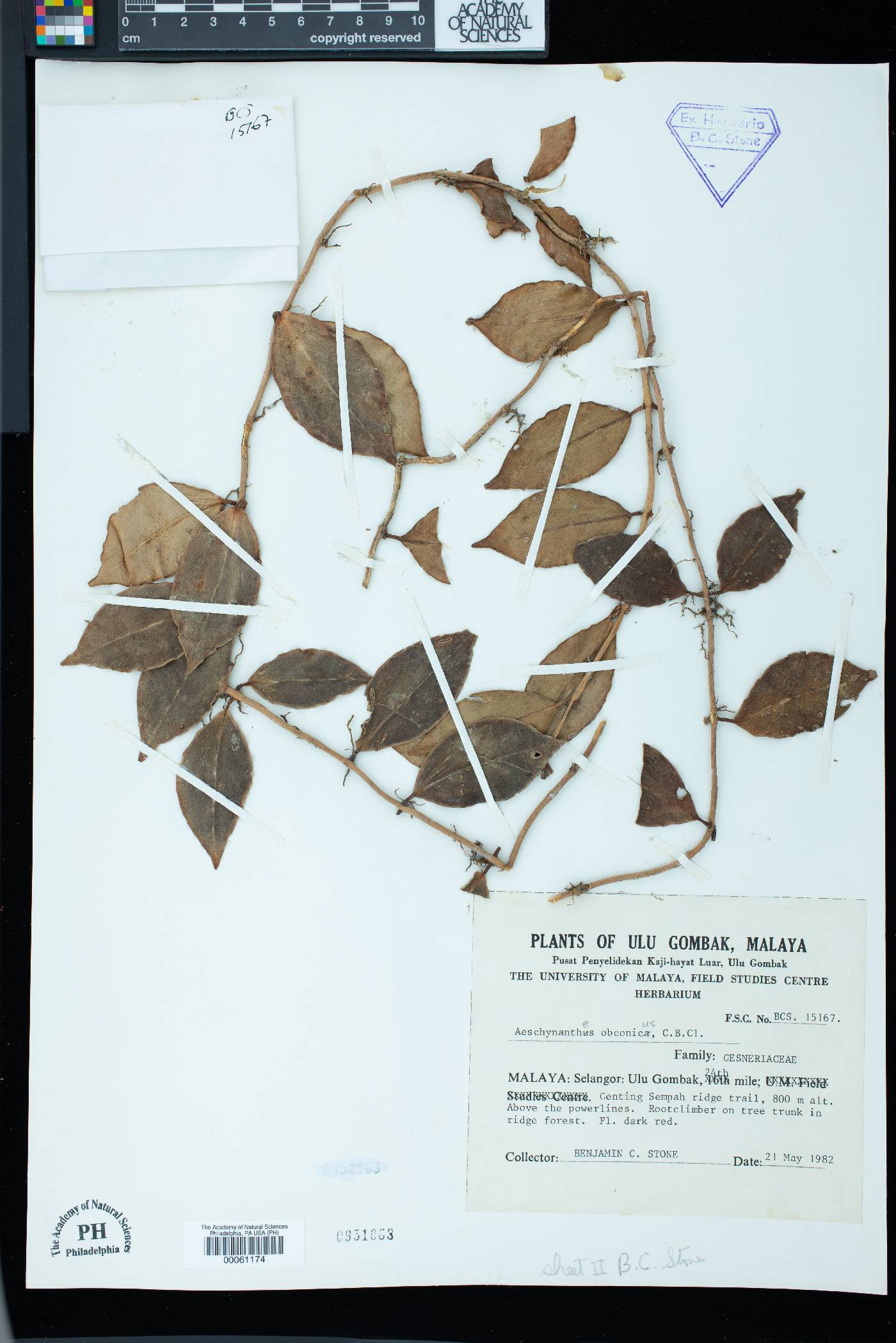 Aeschynanthus obconicus image