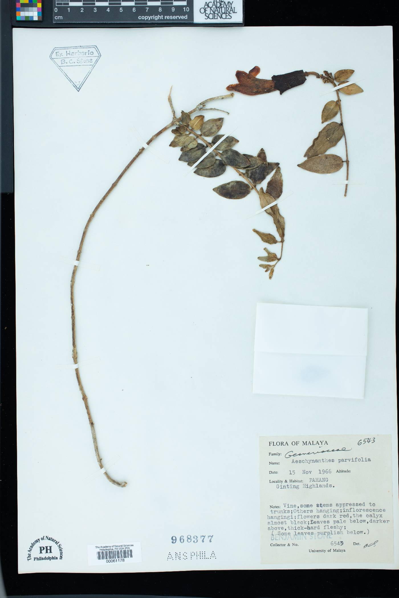 Aeschynanthus pulcher image