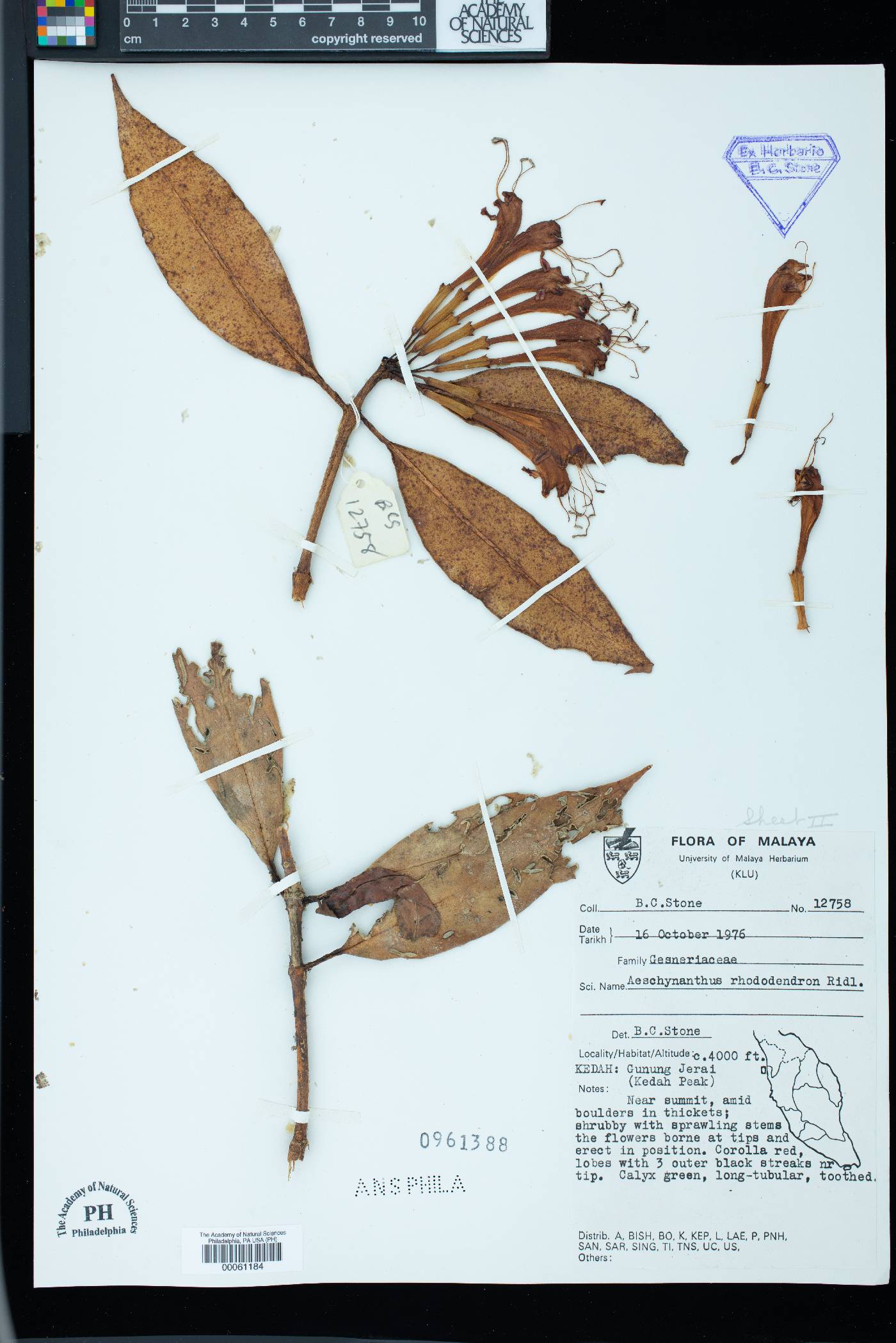 Aeschynanthus rhododendron image