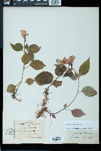 Achimenes grandiflora image