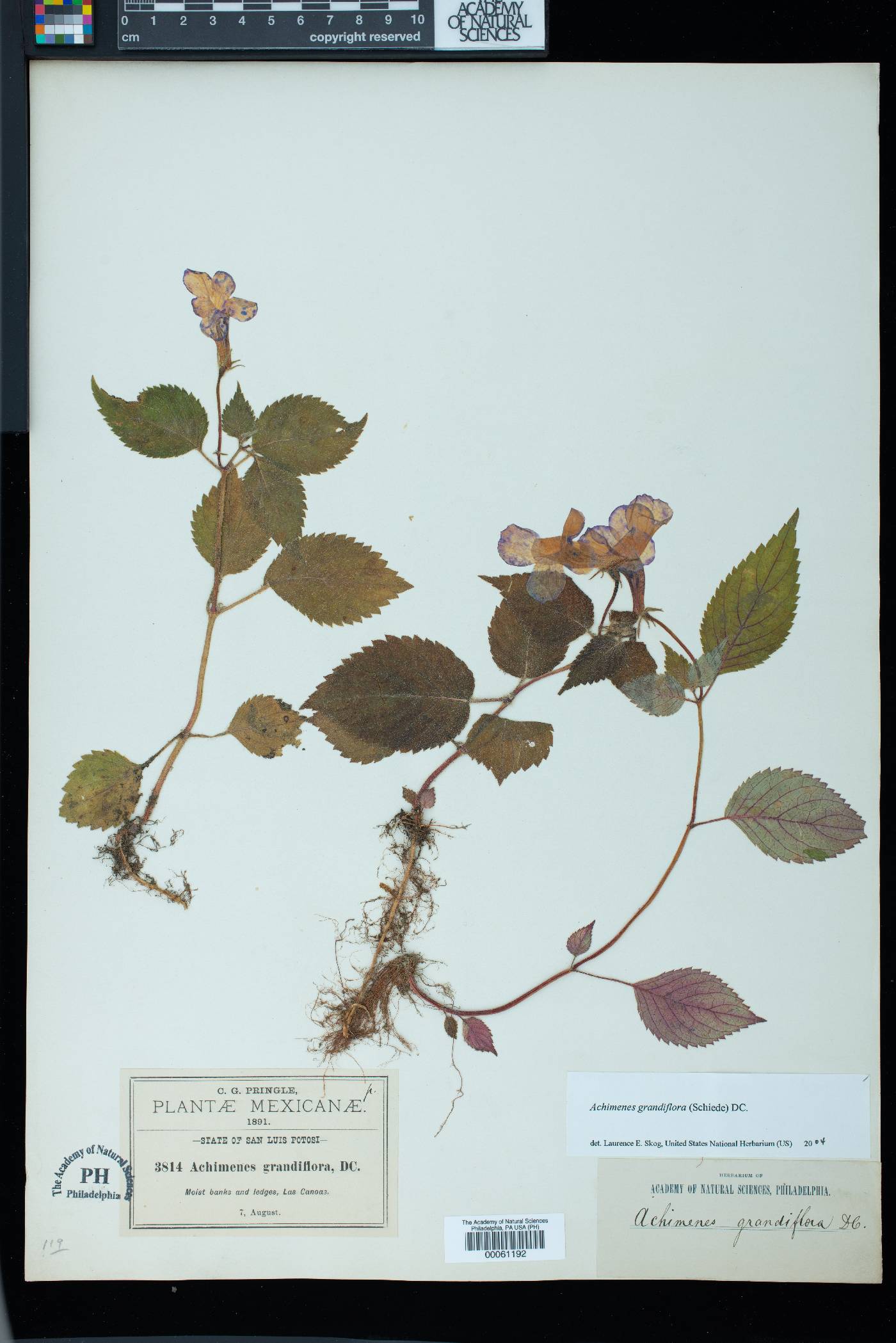 Achimenes grandiflora image