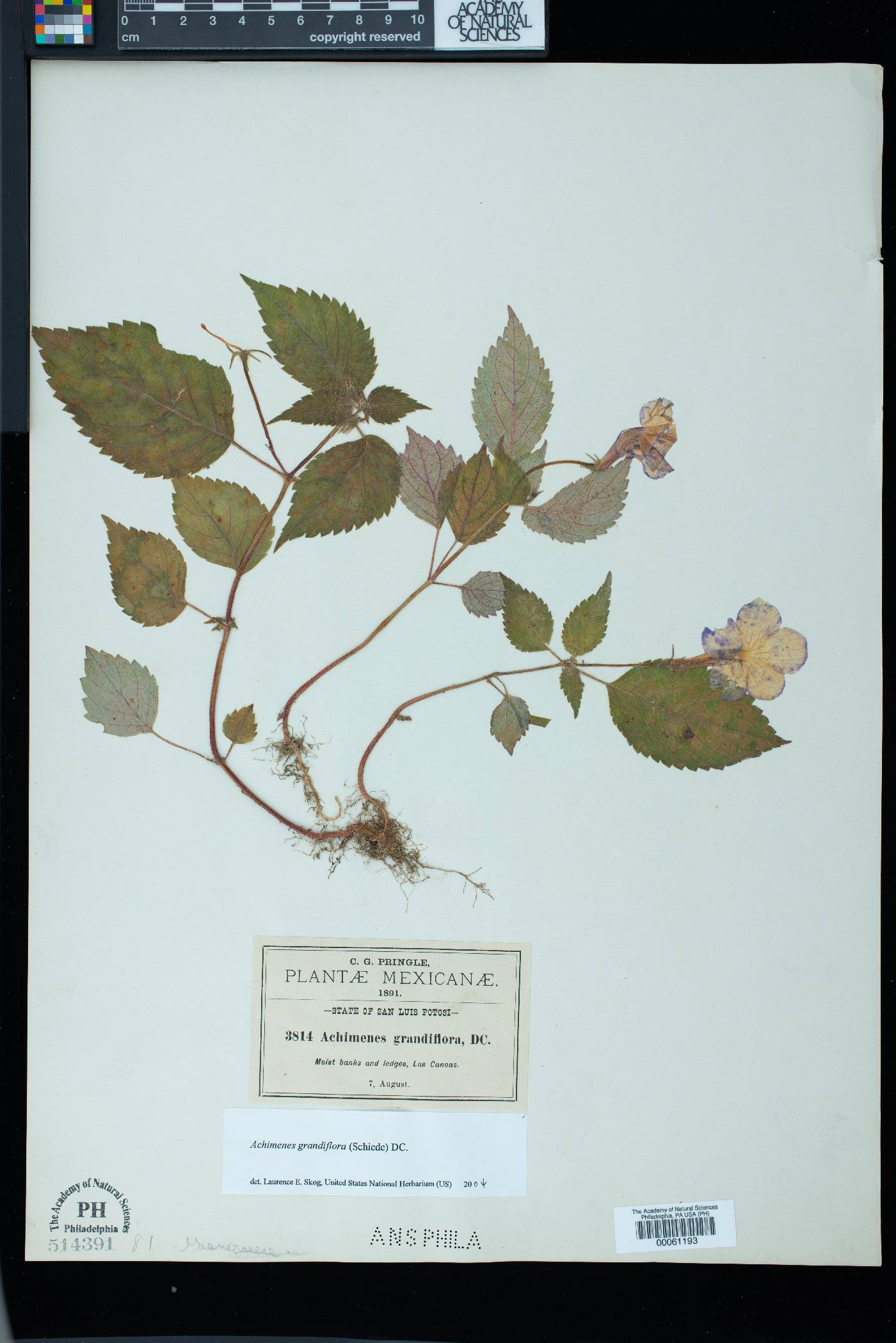 Achimenes grandiflora image