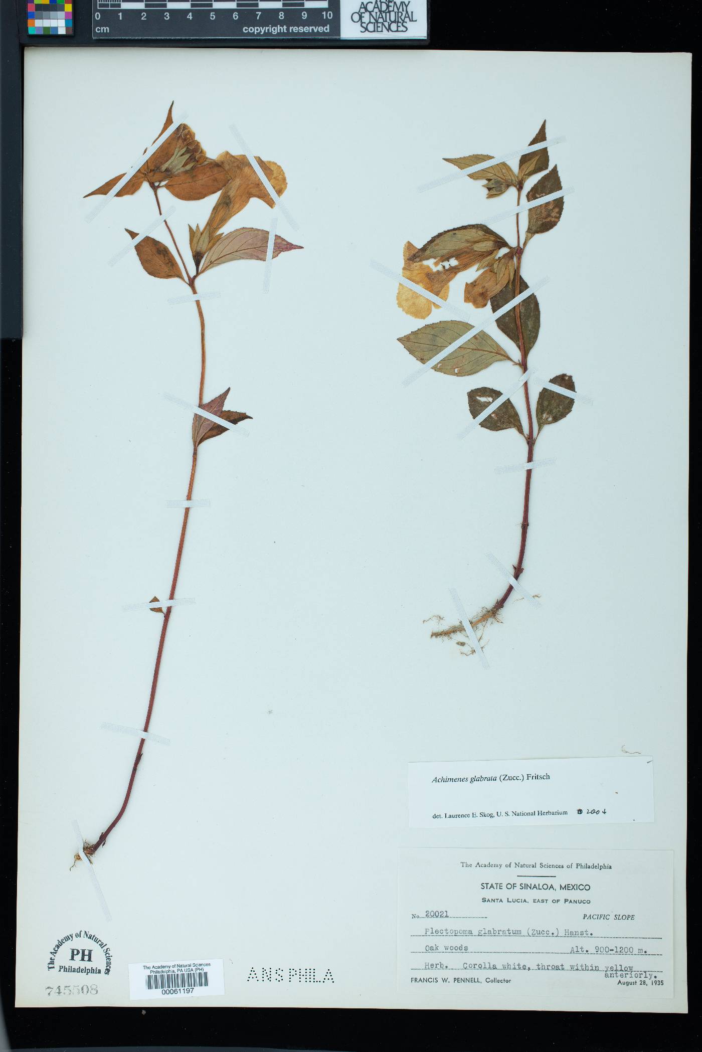 Achimenes glabrata image