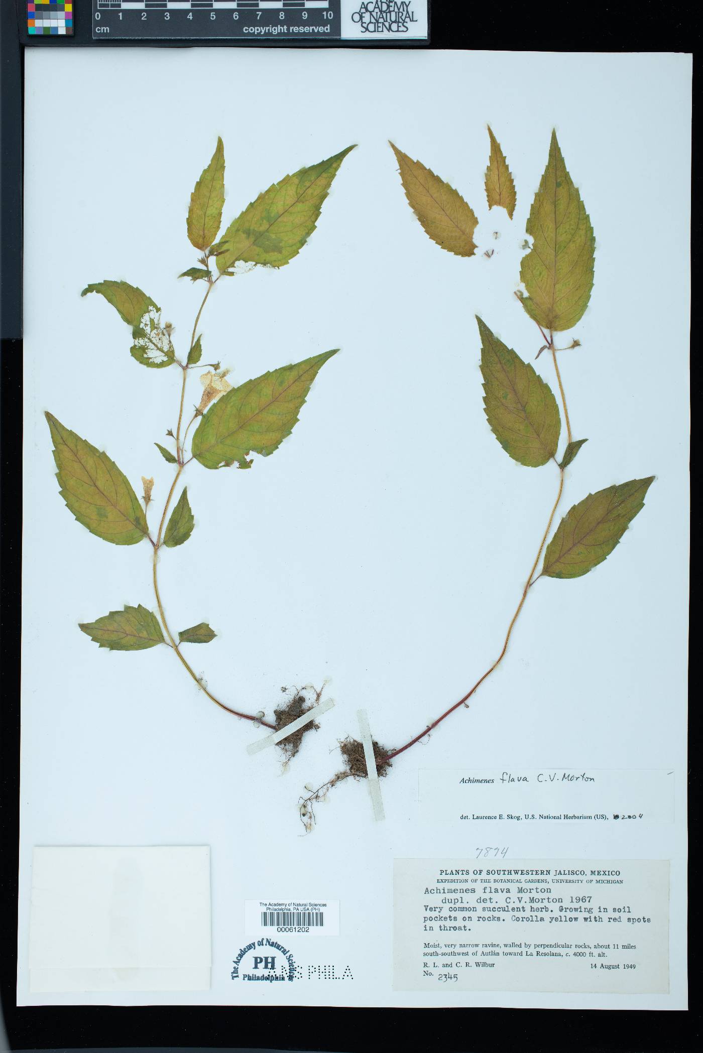 Achimenes flava image