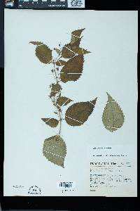 Achimenes flava image