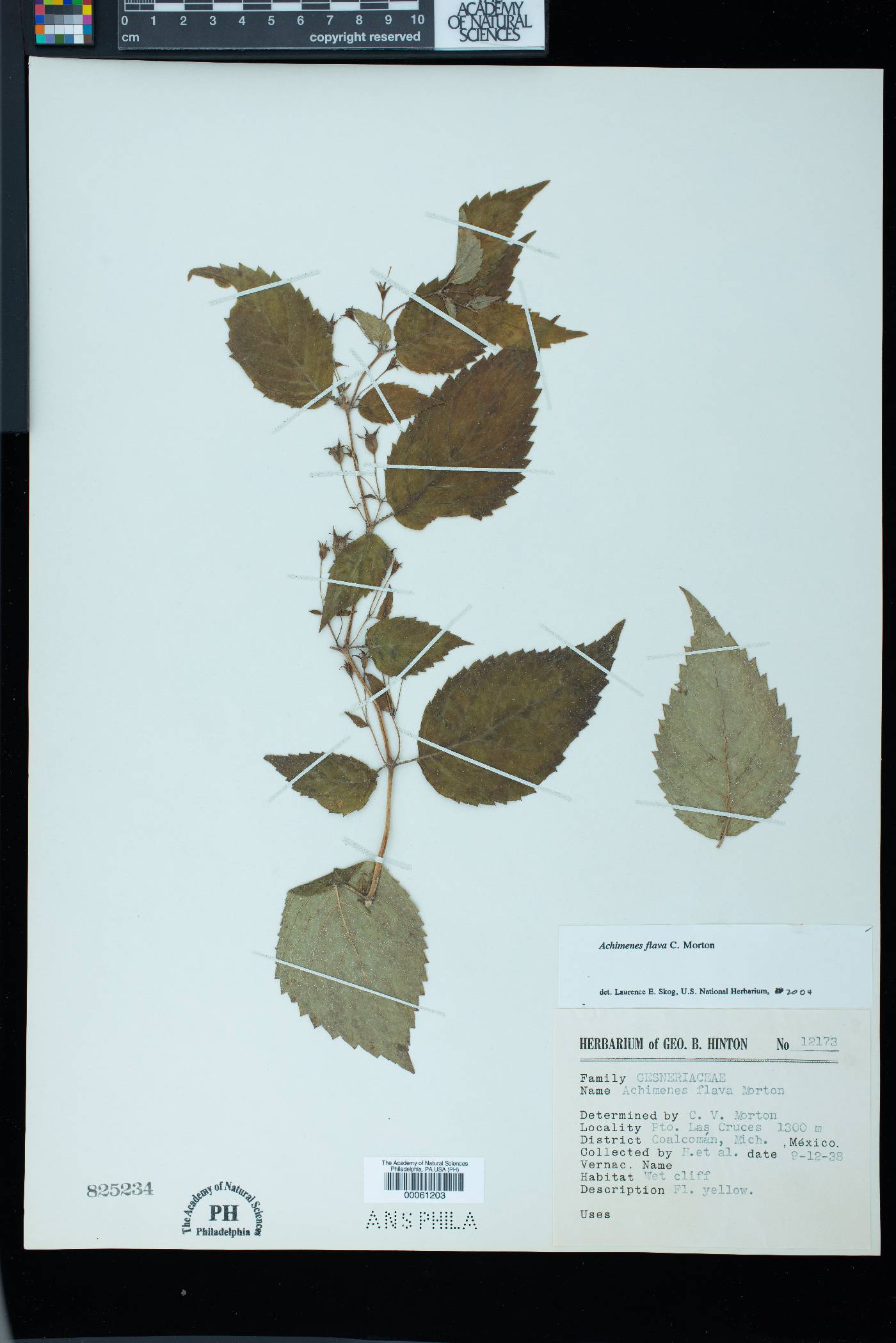 Achimenes flava image