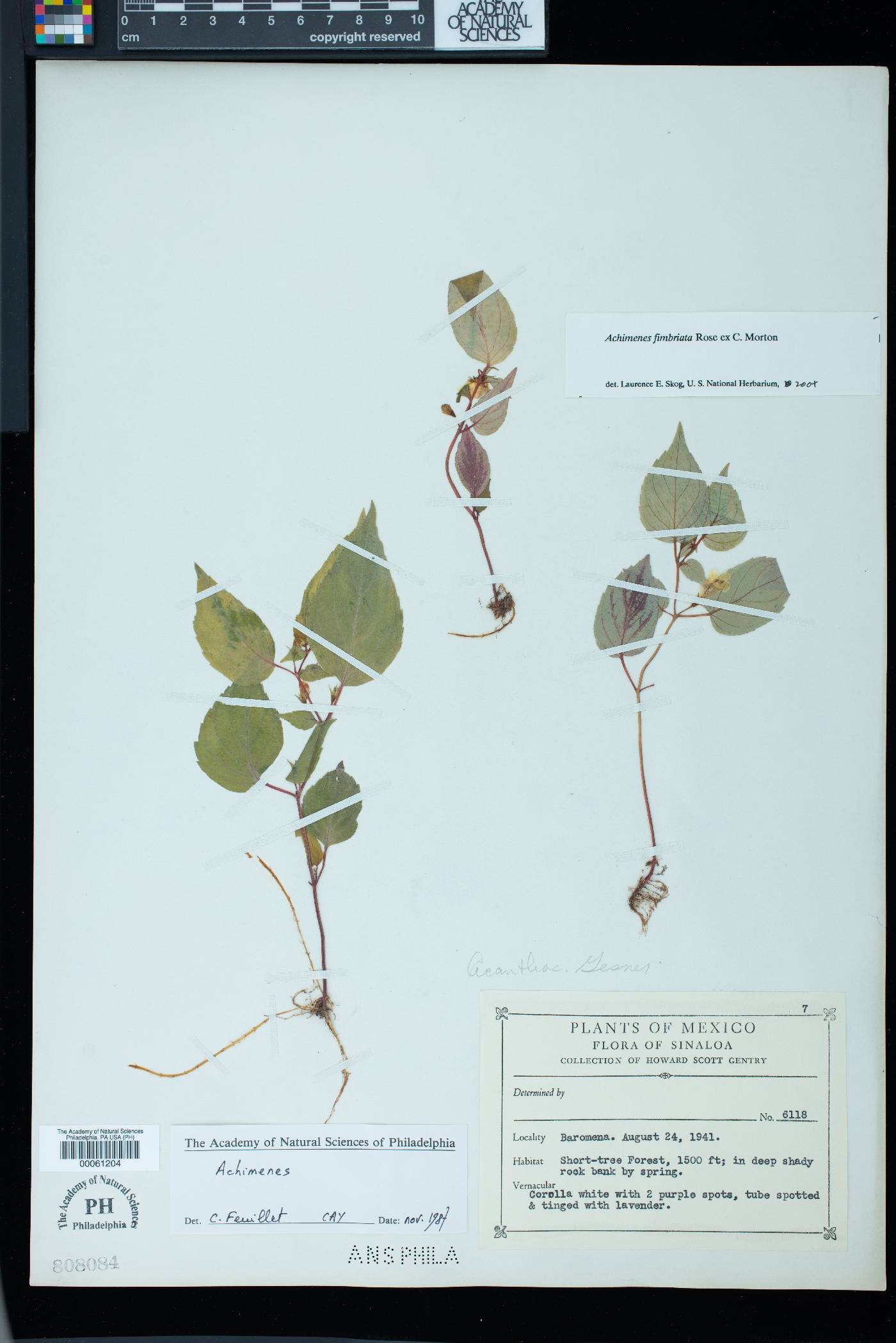 Achimenes fimbriata image