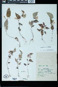 Achimenes fimbriata image