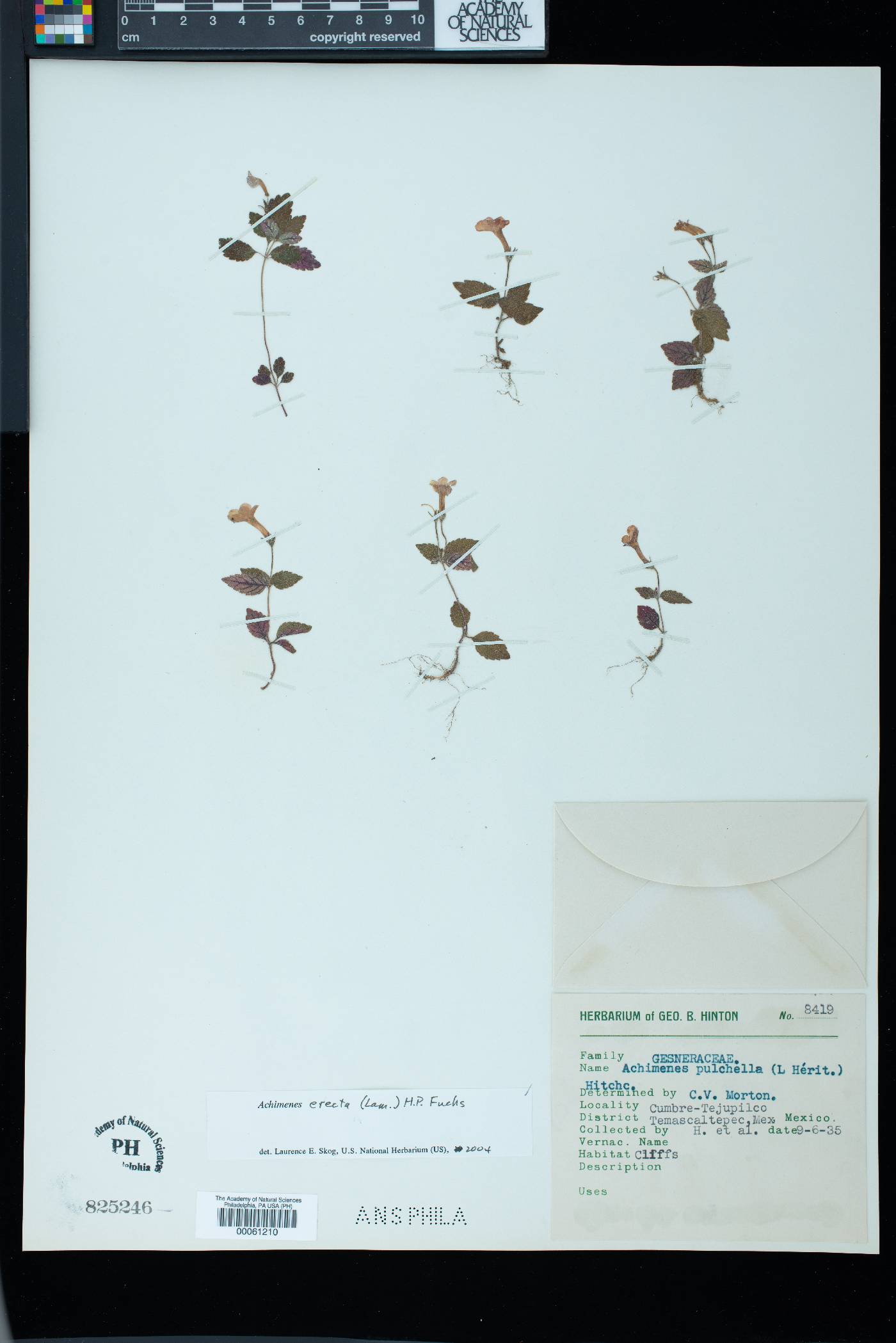 Achimenes erecta image