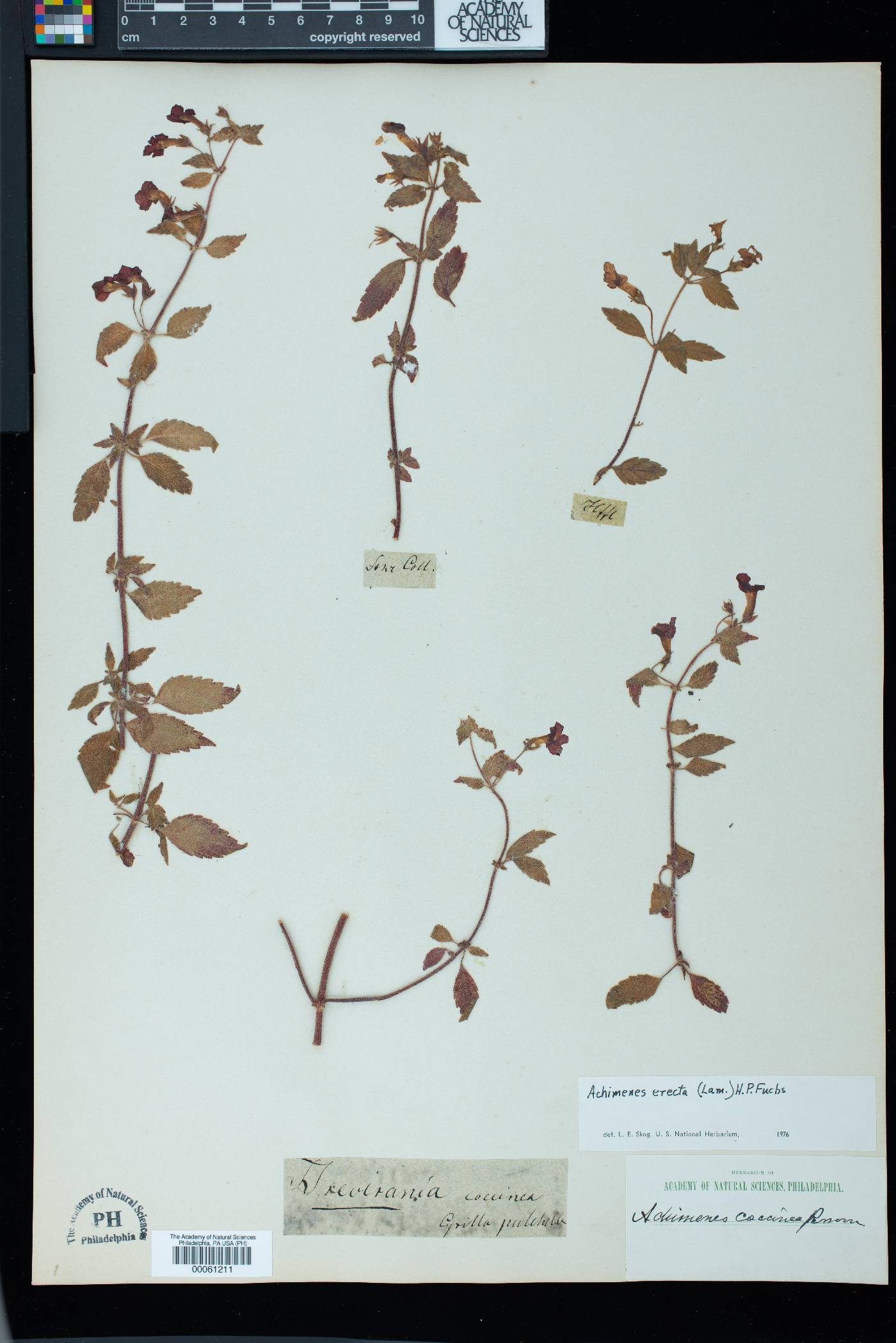 Achimenes erecta image