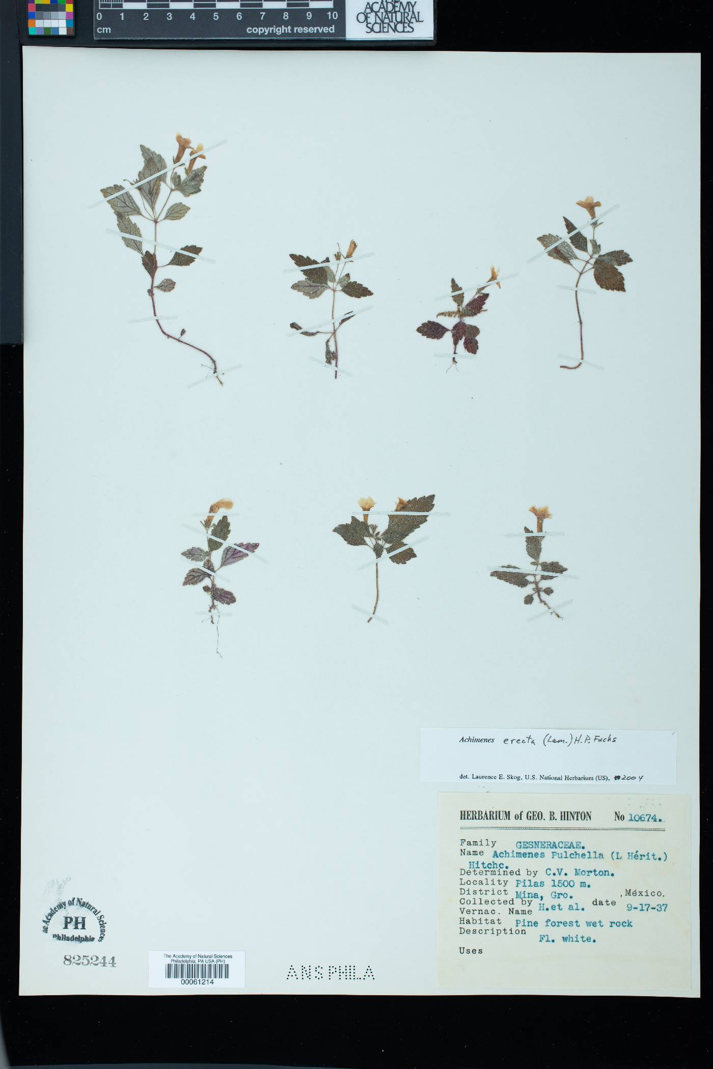 Achimenes erecta image
