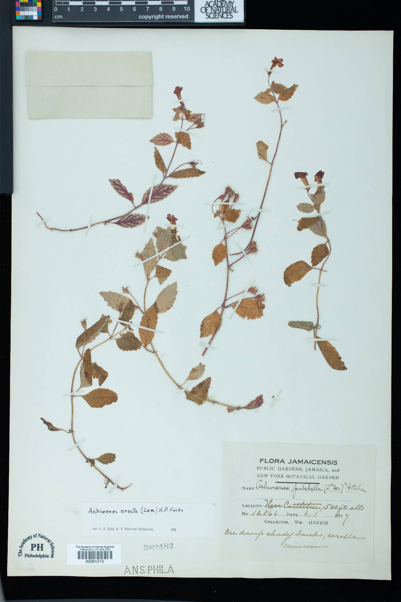 Achimenes erecta image