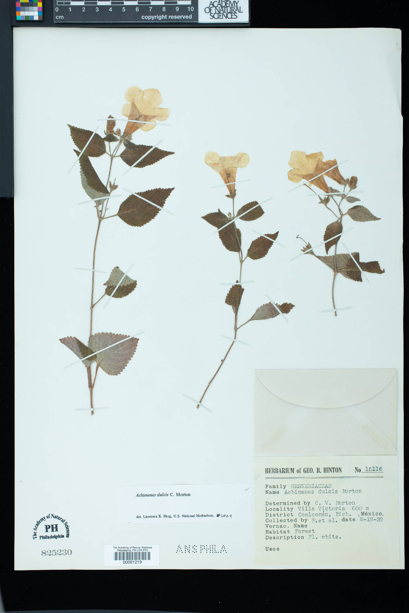 Achimenes dulcis image