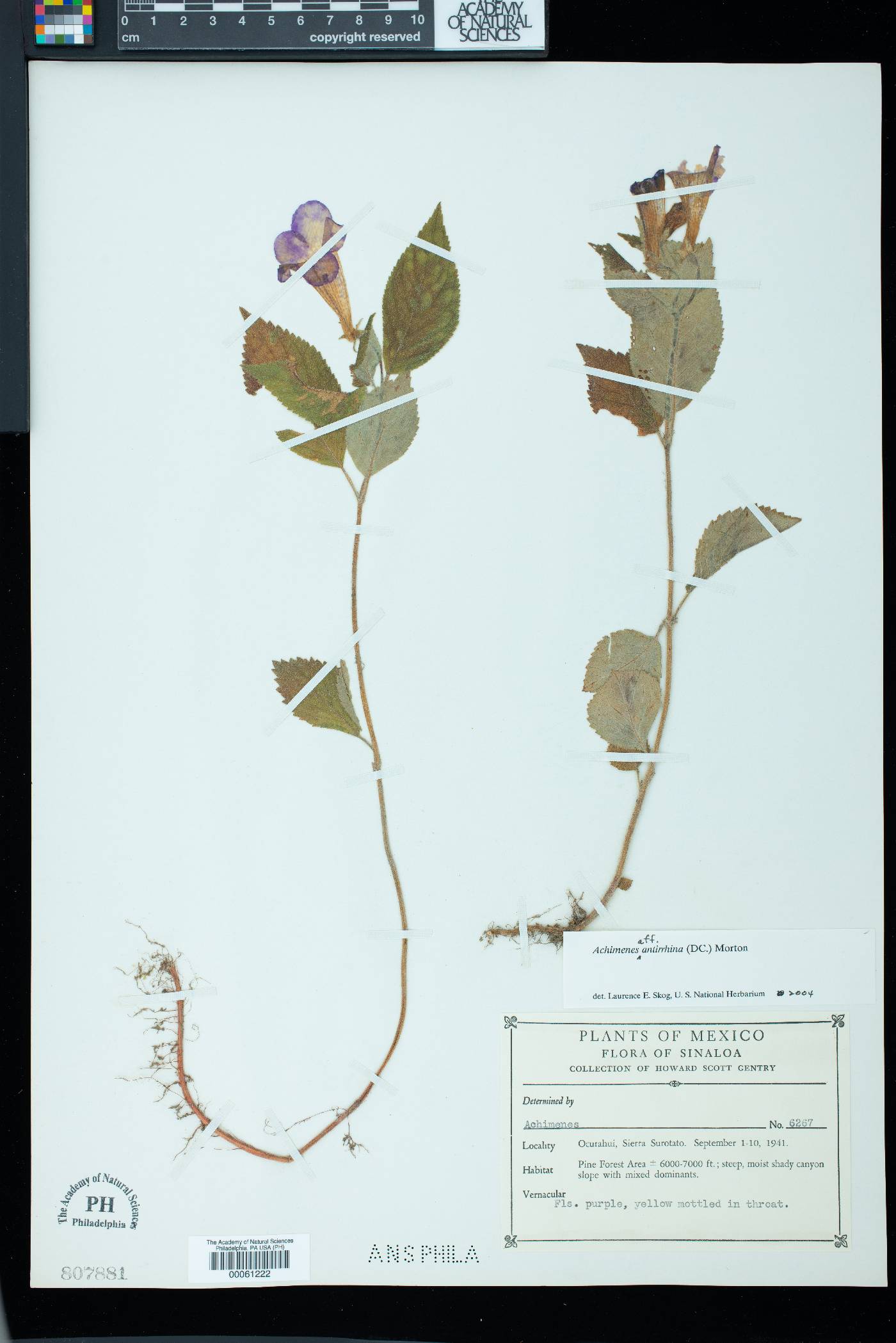Achimenes antirrhina image