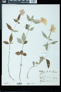 Achimenes longiflora image