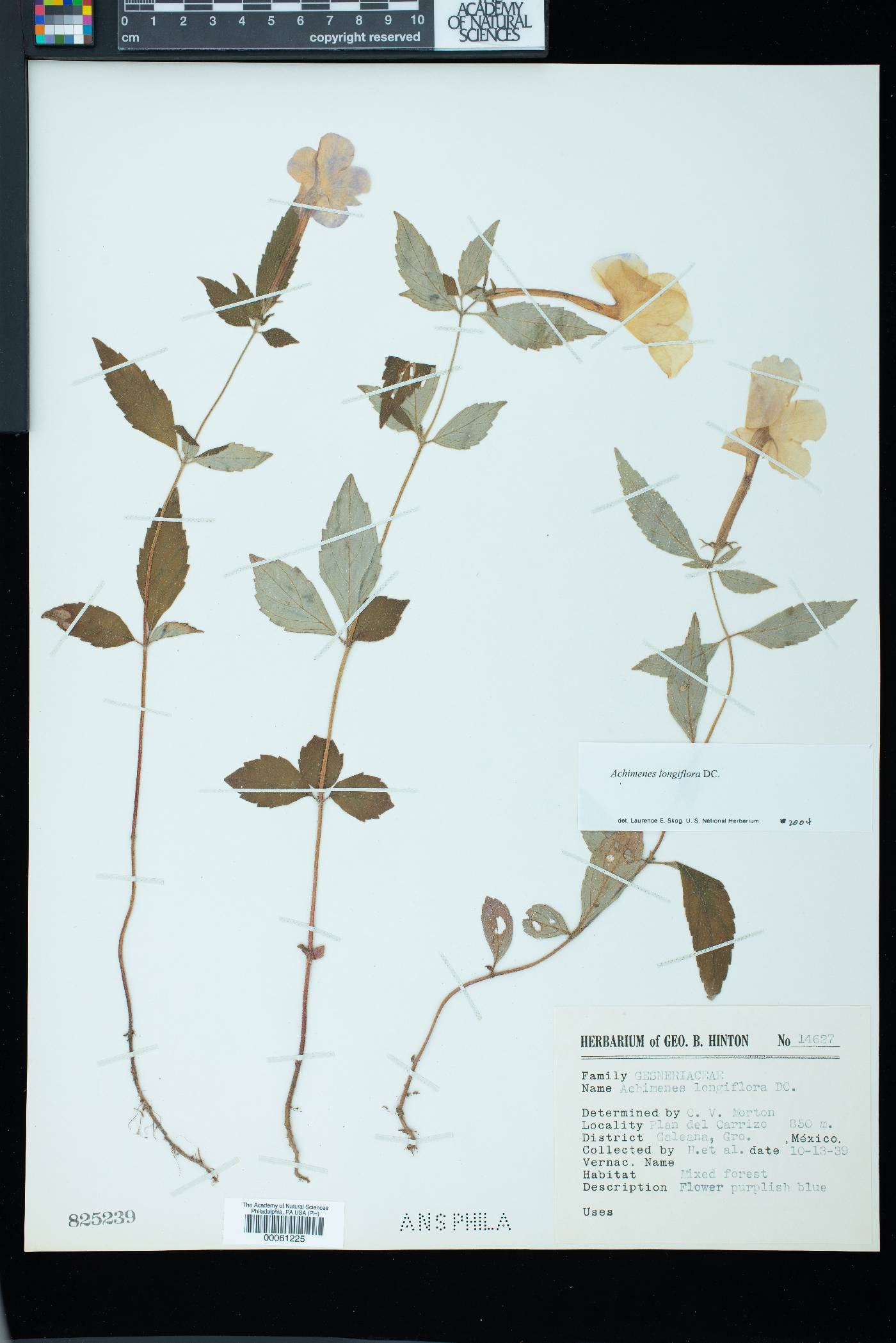 Achimenes longiflora image