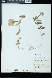 Achimenes longiflora image