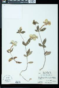 Achimenes longiflora image