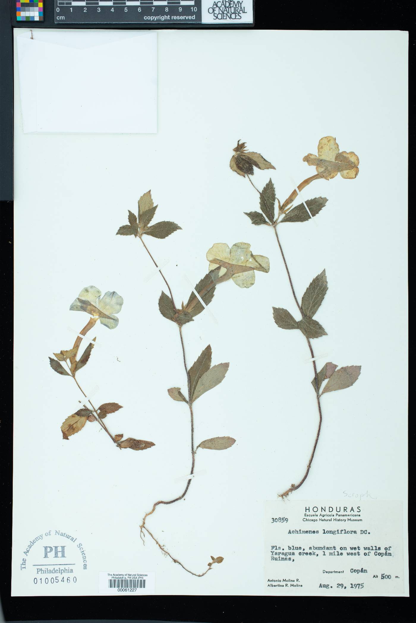 Achimenes longiflora image