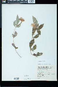 Achimenes longiflora image