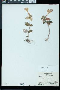 Achimenes longiflora image