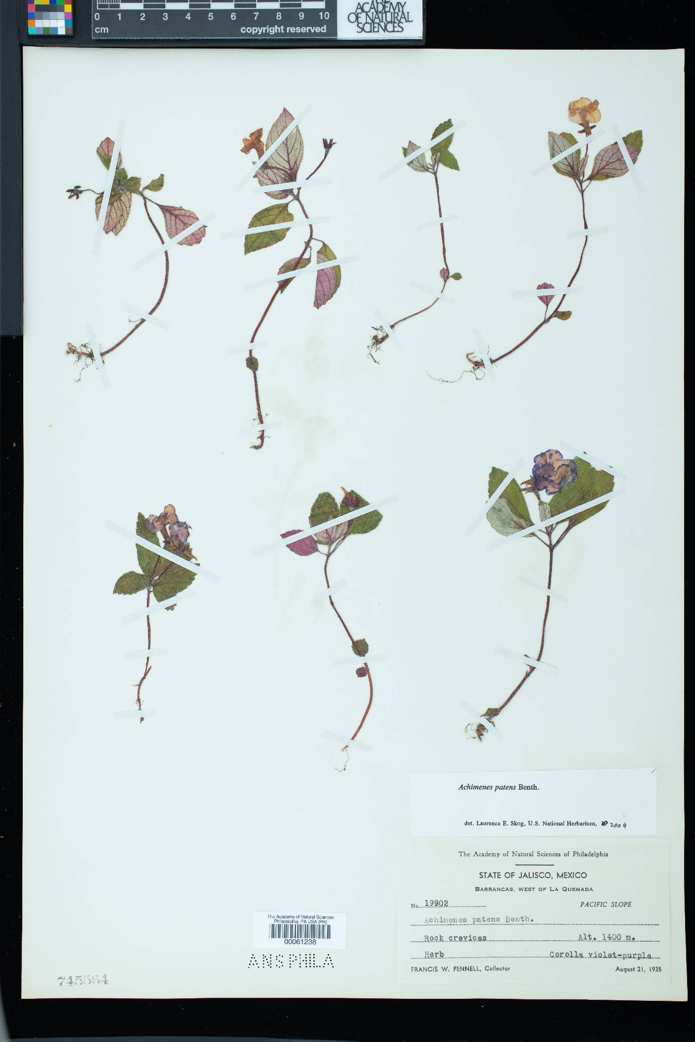 Achimenes patens image
