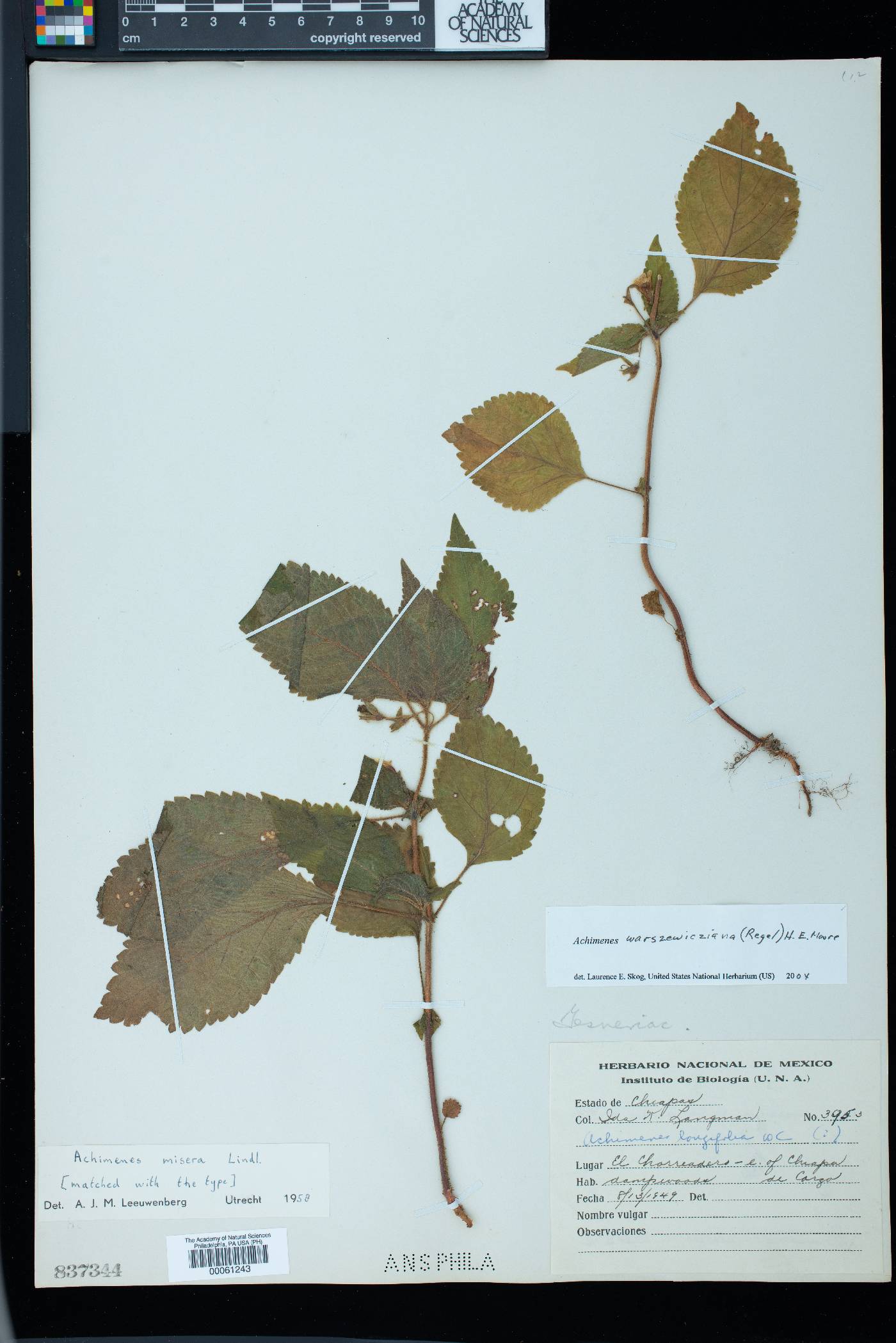 Achimenes warszewicziana image