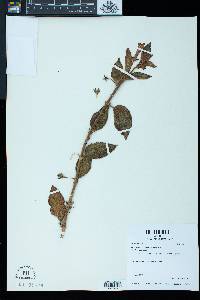 Cobananthus calochlamys image